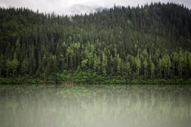 mirror photography of trees on hill